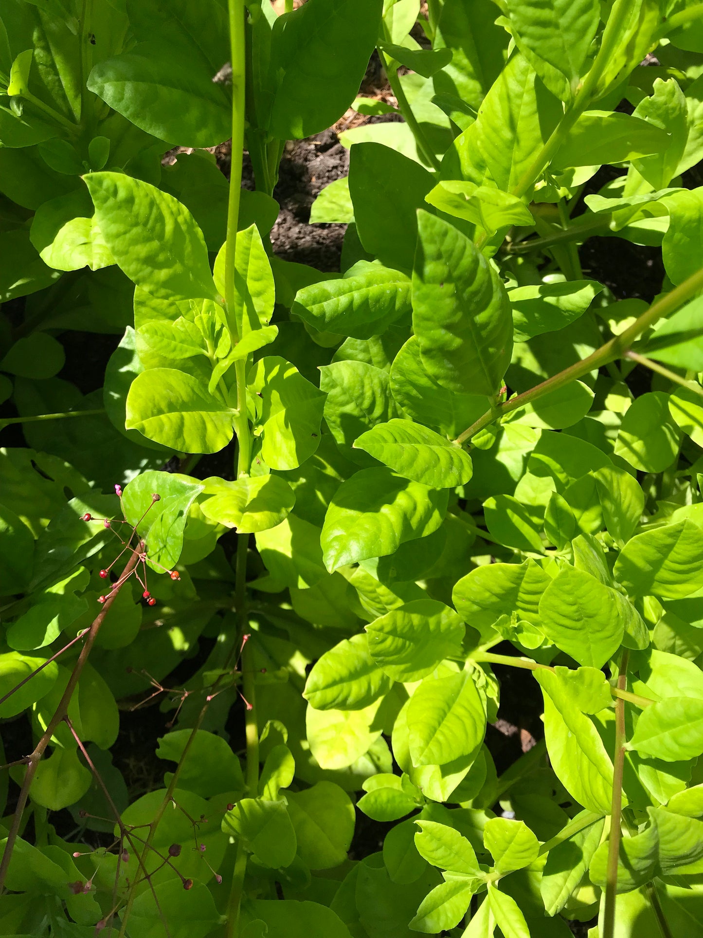 Fame Flower Seeds - Jewels of Opar - Talinum paniculatum - Cut flower & nutritious vegetable - CicadaSeedsShop