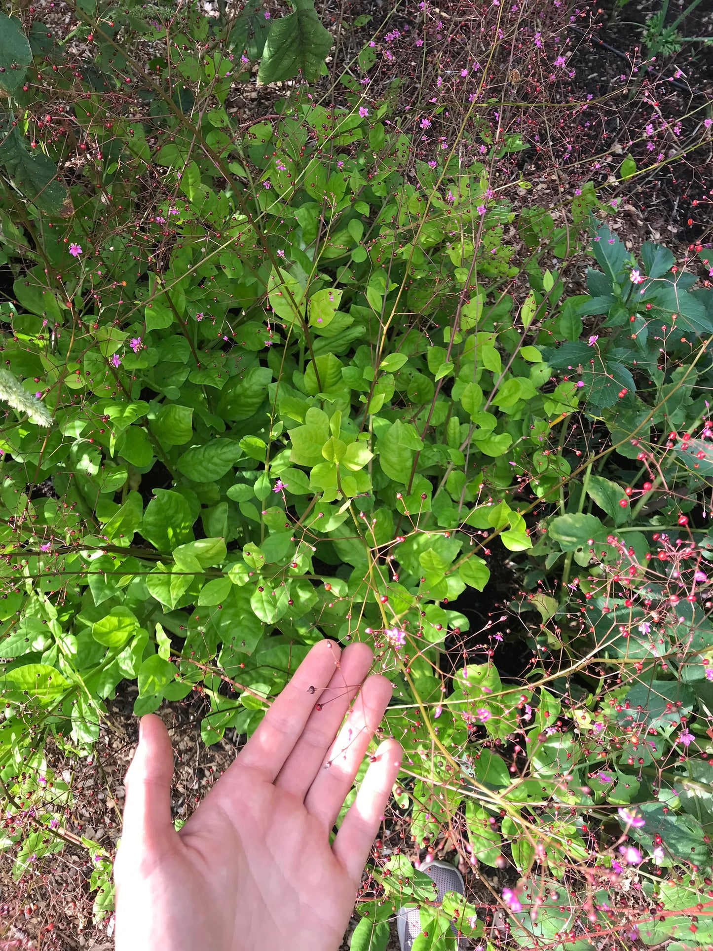 Fame Flower Seeds - Jewels of Opar - Talinum paniculatum - Cut flower & nutritious vegetable - CicadaSeedsShop