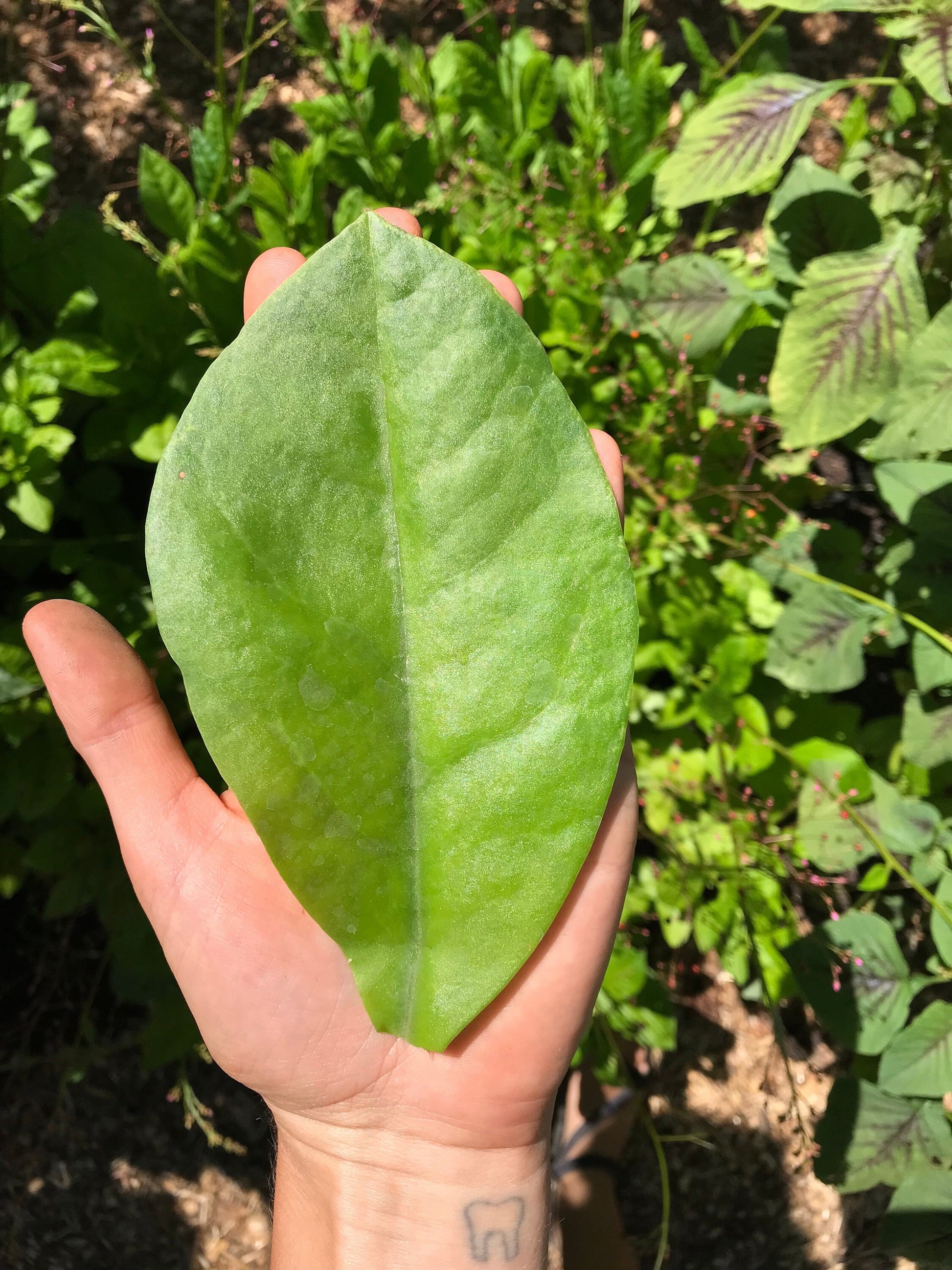 Fame Flower Seeds - Jewels of Opar - Talinum paniculatum - Cut flower & nutritious vegetable - CicadaSeedsShop