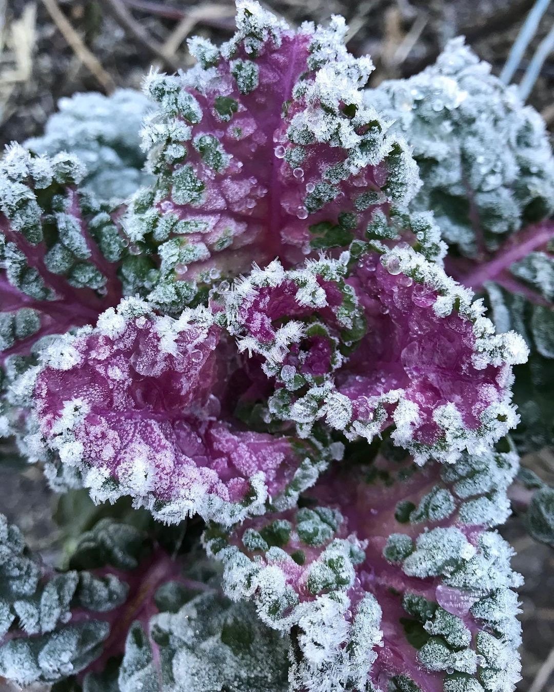 Perennial Kale - Homesteader&#39;s Kaleidoscopic Perennial Kale Grex - Brassica oleracea var. Ramosa