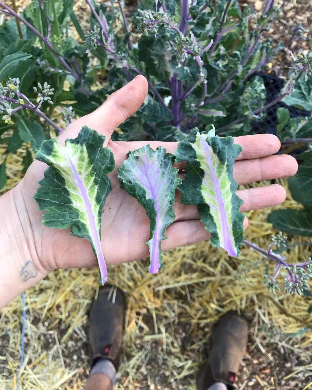 Perennial Kale Seeds - Homesteader's Kaleidoscopic Perennial Kale Grex - Brassica oleracea var. Ramosa