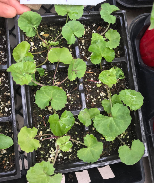 Gotu Kola Seeds - Centella asiatica - Brahmi, Thai Pennywort Seeds