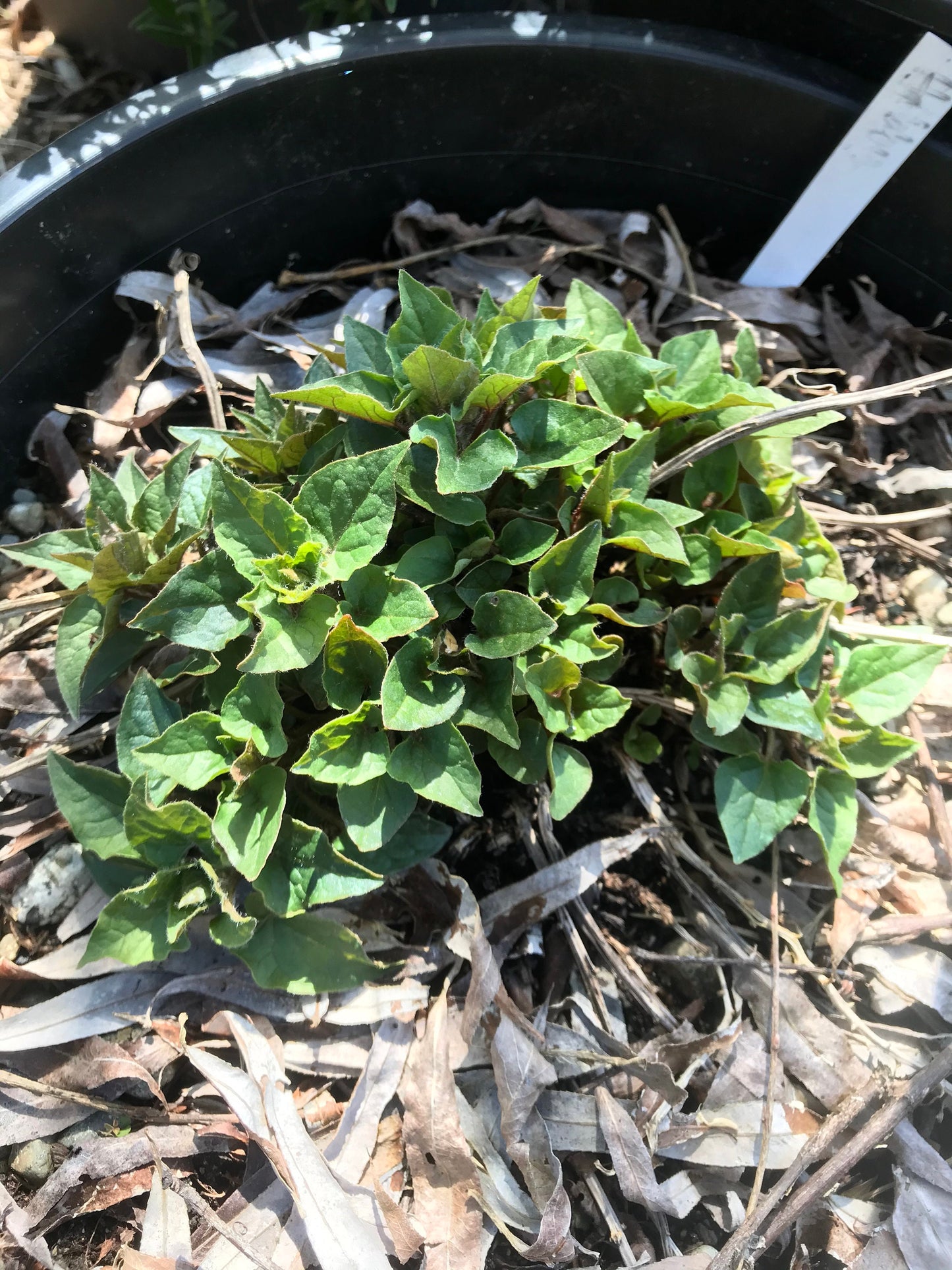 Caucasian Spinach Seeds - Climbing Spinach - Hablitzia tamnoides - Aka Habby / Climbing Spinach Vine