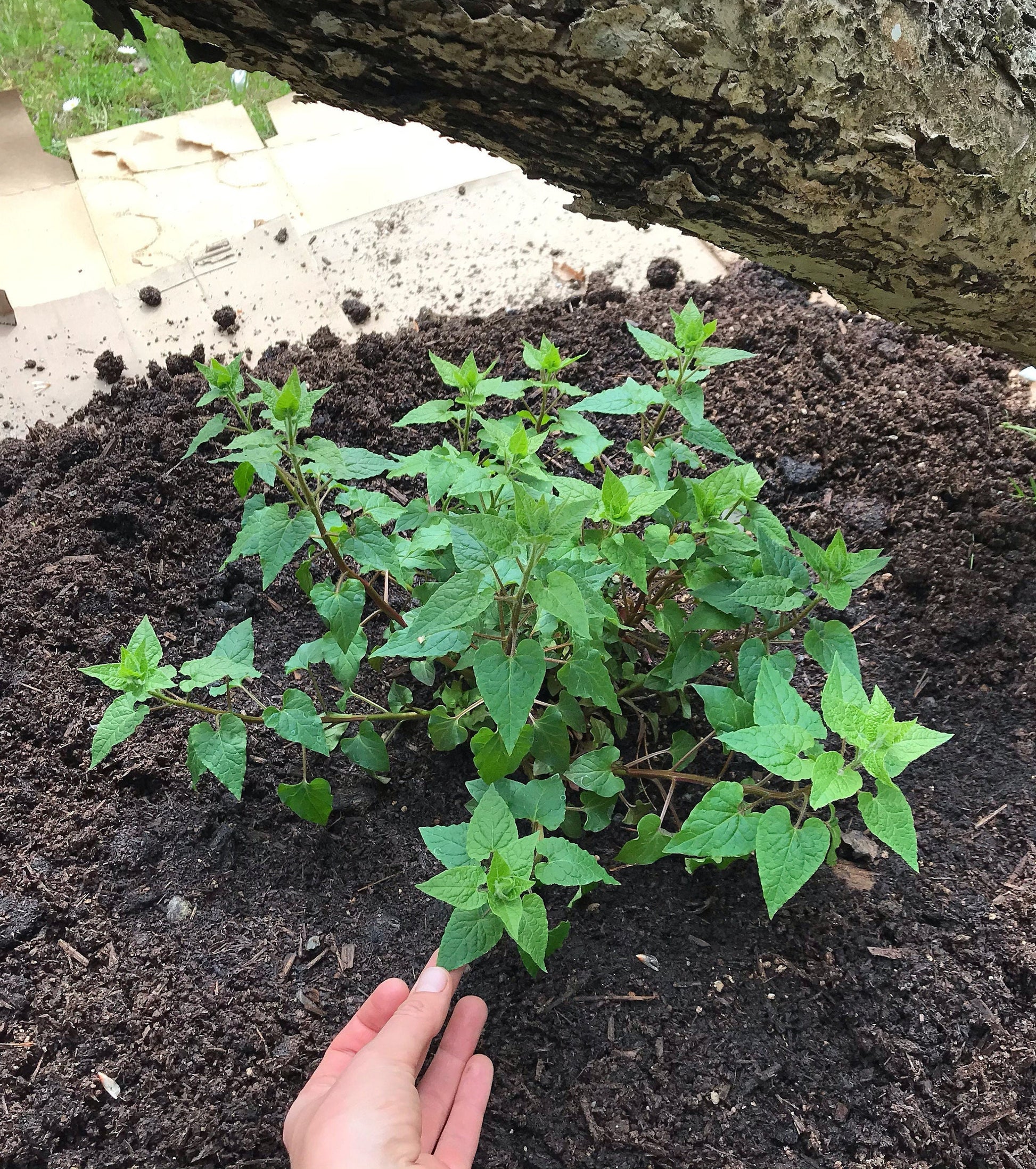 Caucasian Spinach Seeds - Climbing Spinach - Hablitzia tamnoides - Aka Habby / Climbing Spinach Vine