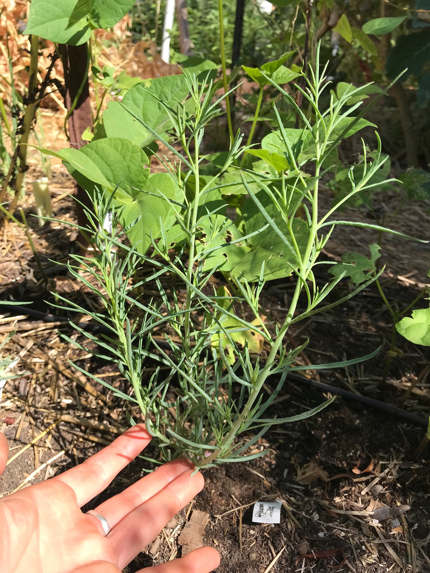 young pepicha plant - Pepicha seeds - Porophyllum linaria / Porophyllum tagetoides - Pipicha, Chepiche