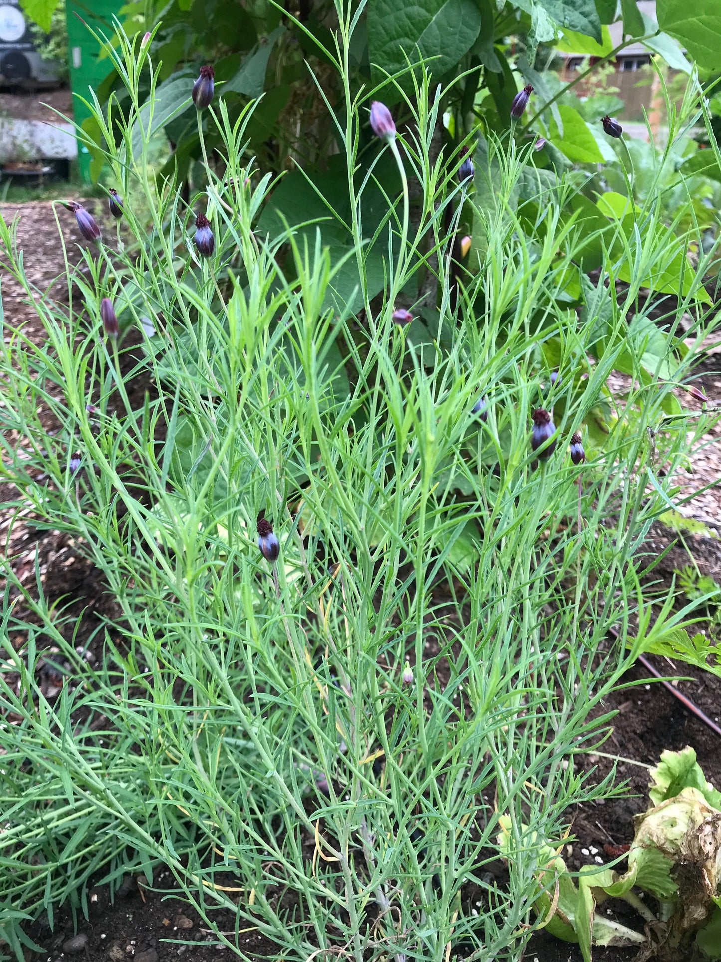Pepicha plant - Pepicha seeds - Porophyllum linaria / Porophyllum tagetoides - Pipicha, Chepiche
