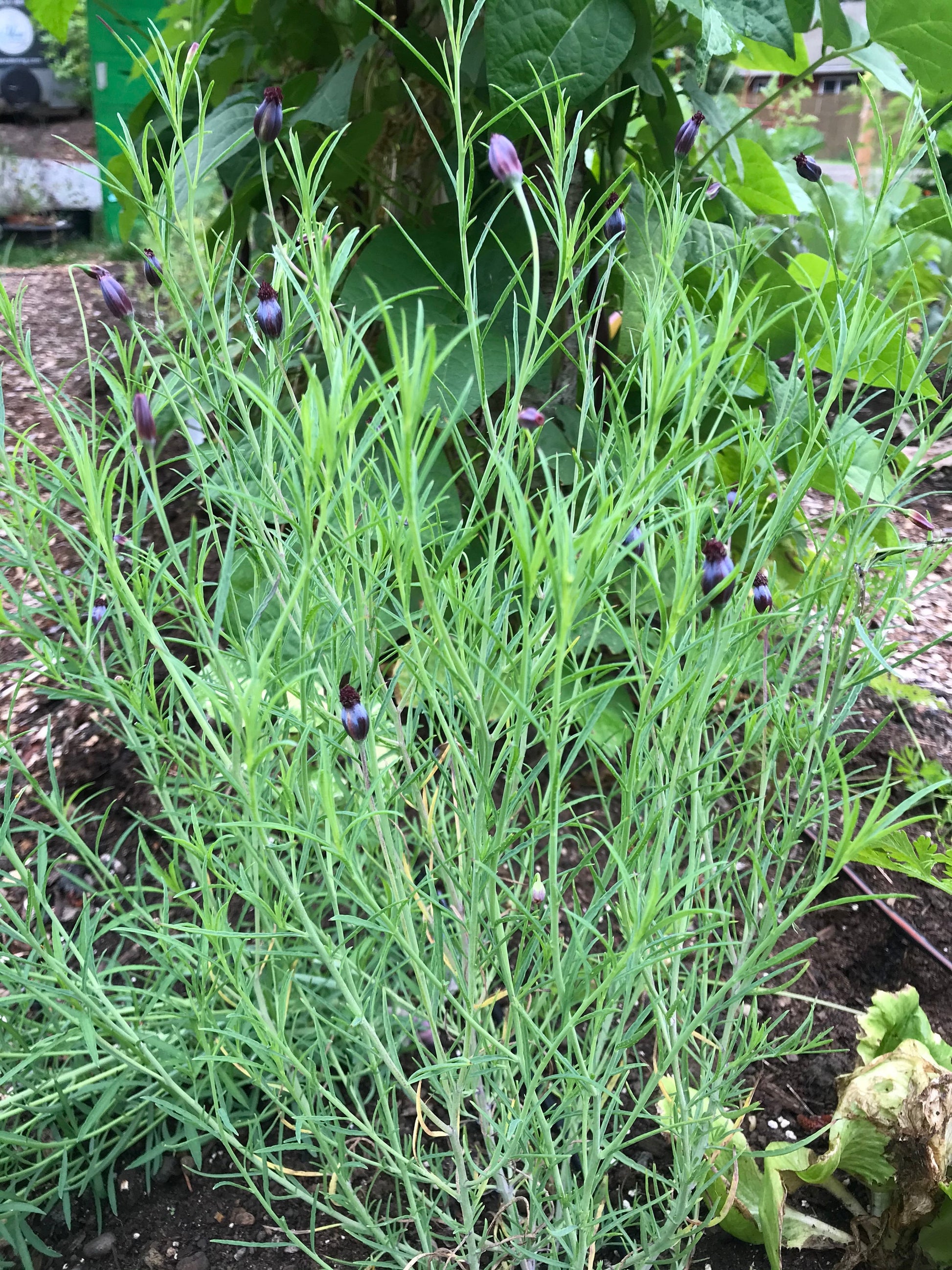 Pepicha plant - Pepicha seeds - Porophyllum linaria / Porophyllum tagetoides - Pipicha, Chepiche