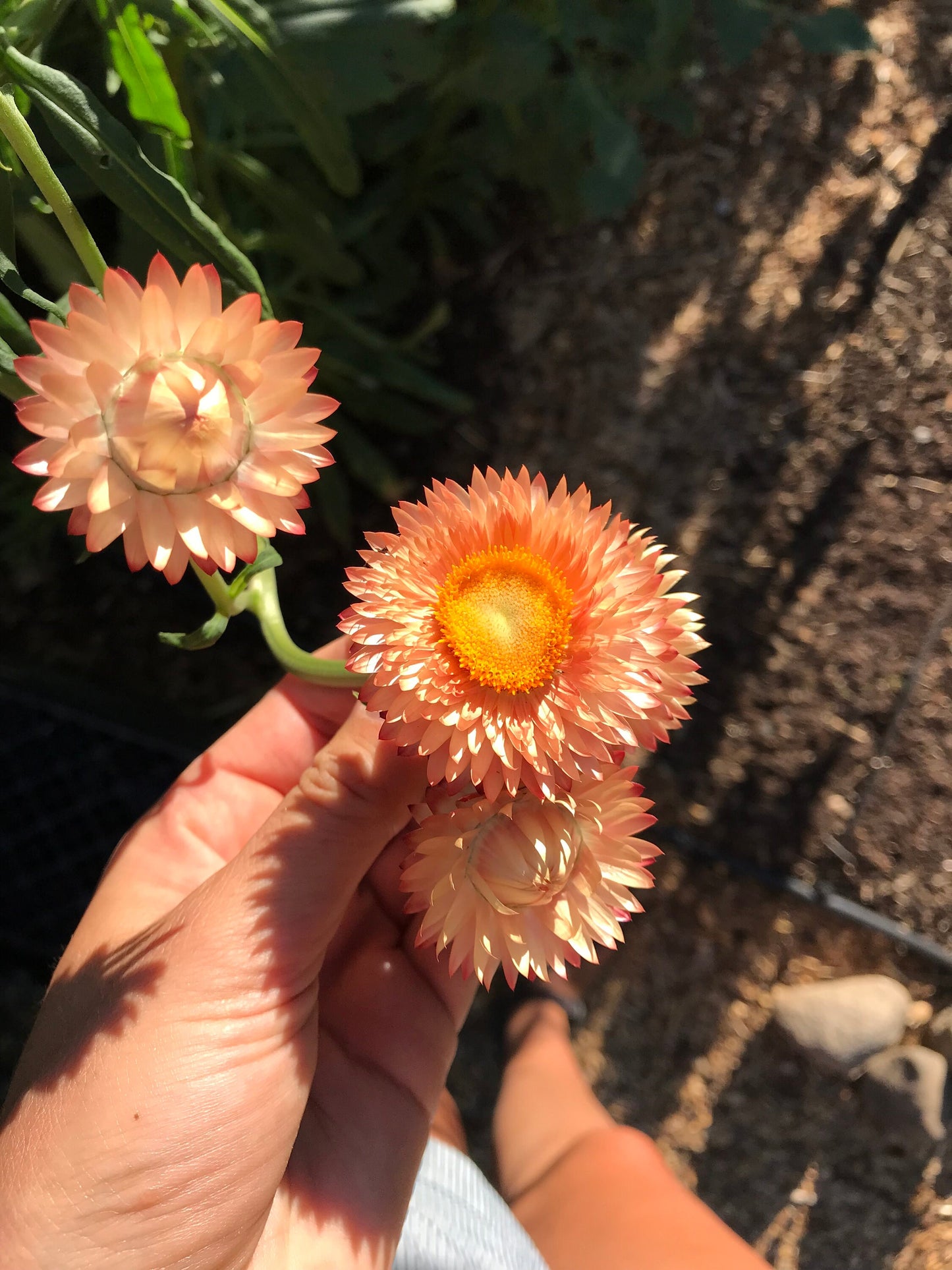 Strawflower Mix Seeds - Xerochrysum bracteatum