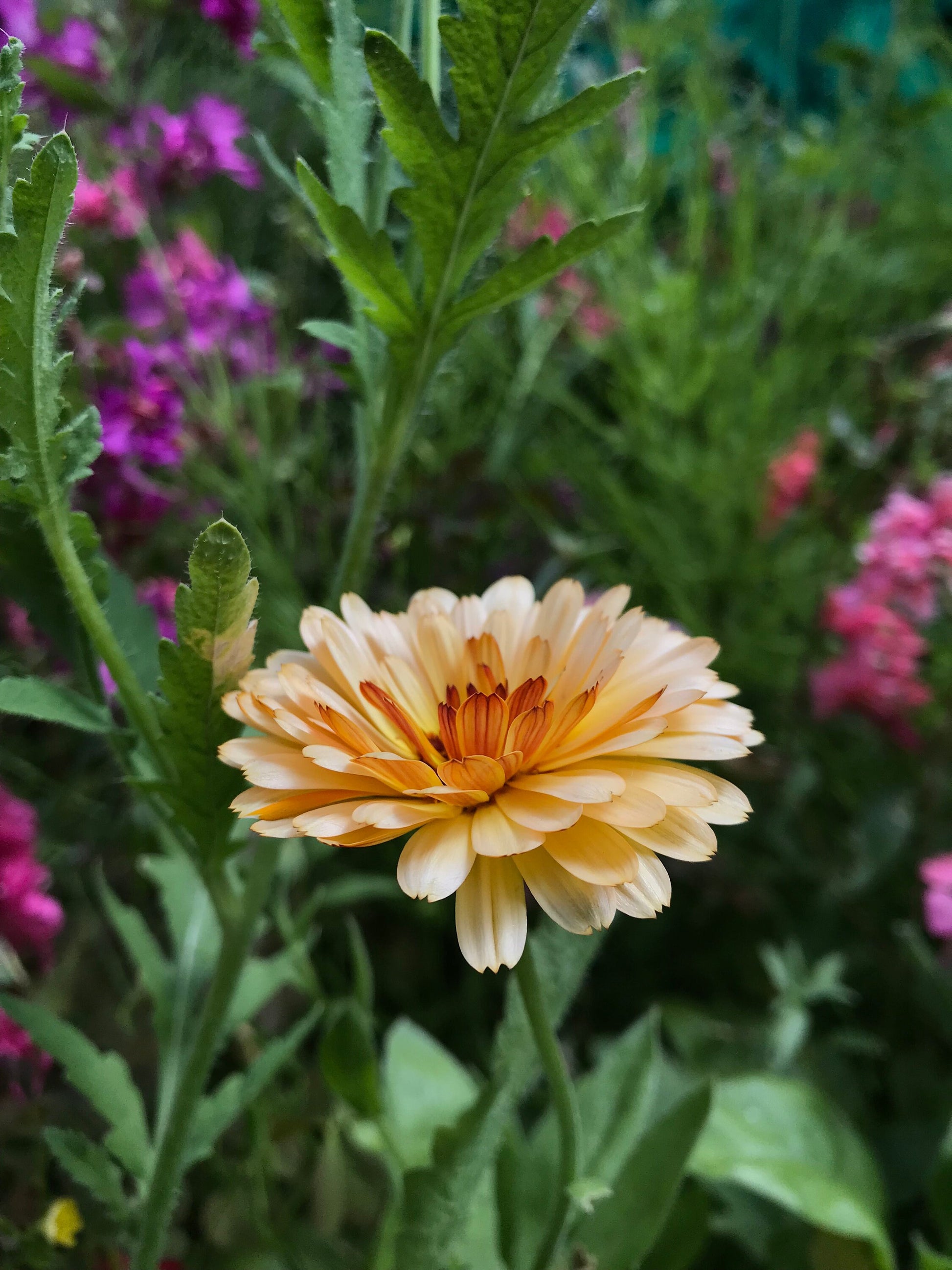 Calendula Seeds - Calendula officinalis - English Marigold - Pot Marigold
