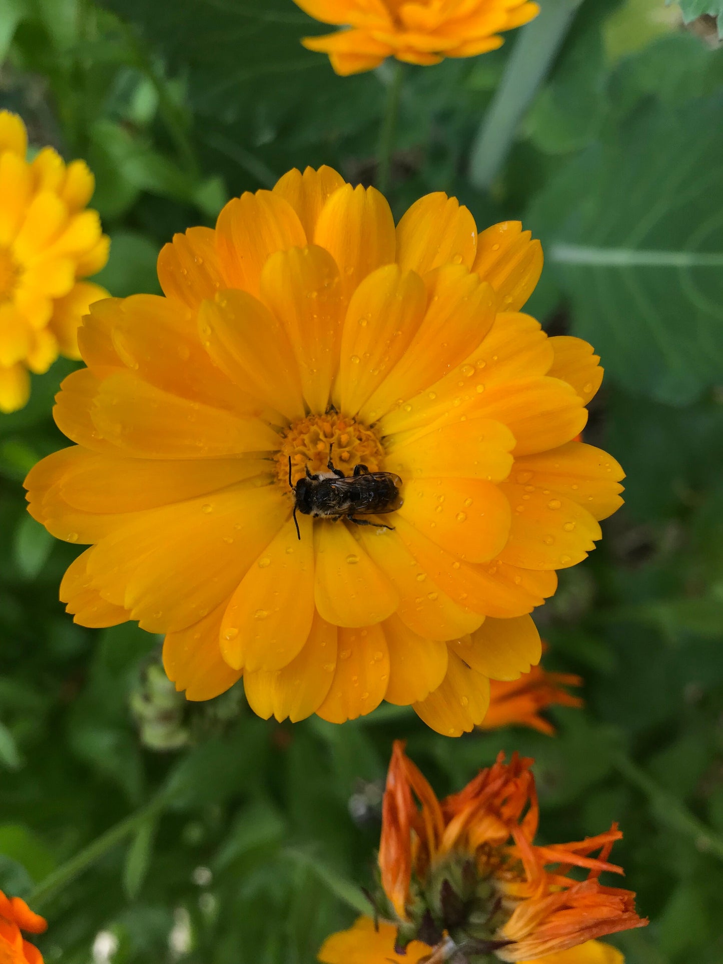 Calendula Seeds - Calendula officinalis - English Marigold - Pot Marigold