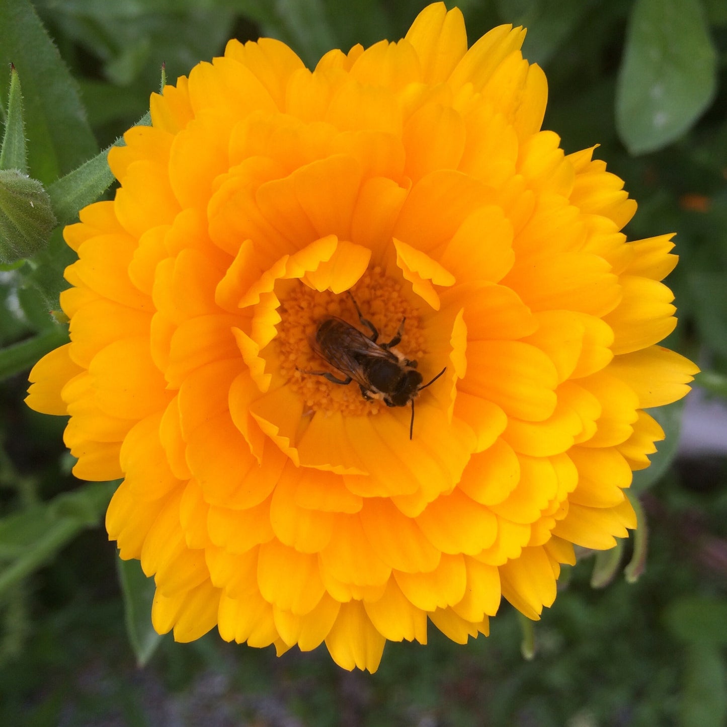 Calendula Seeds - Calendula officinalis - English Marigold - Pot Marigold