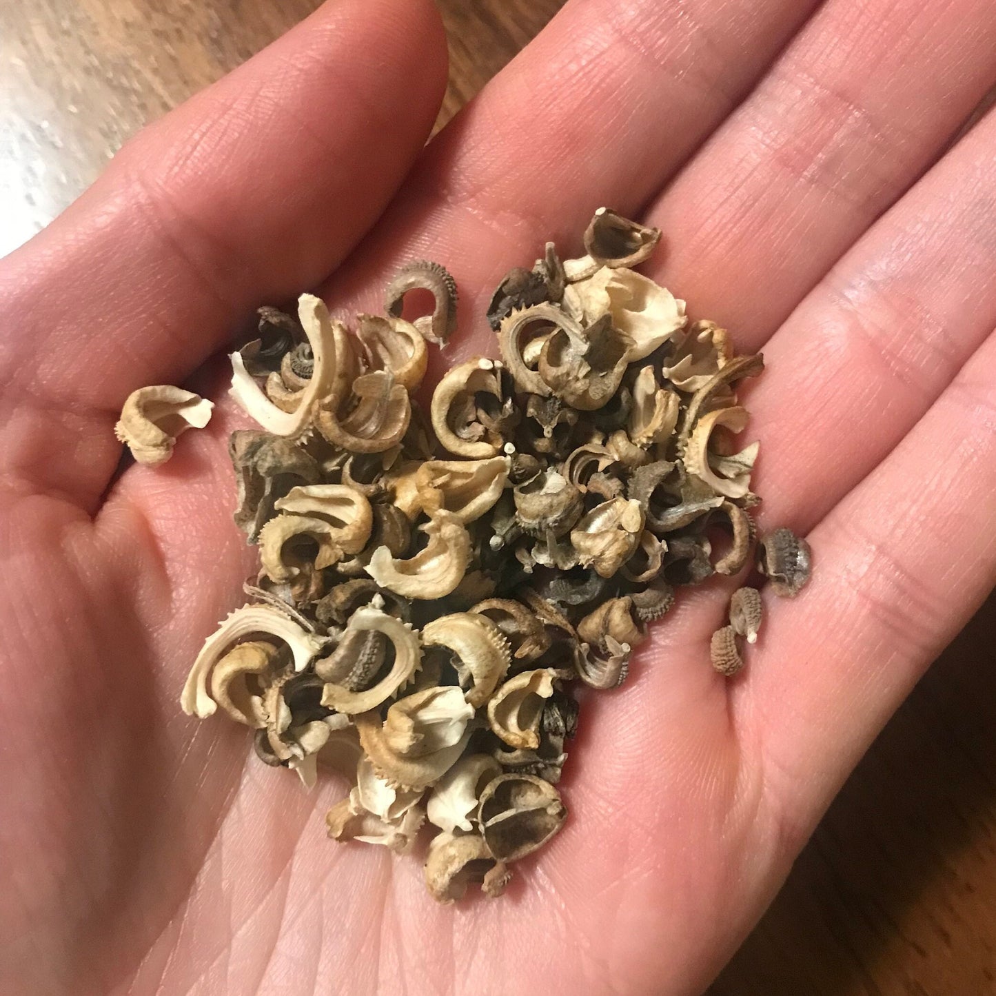 Calendula Seeds - Calendula officinalis - English Marigold - Pot Marigold