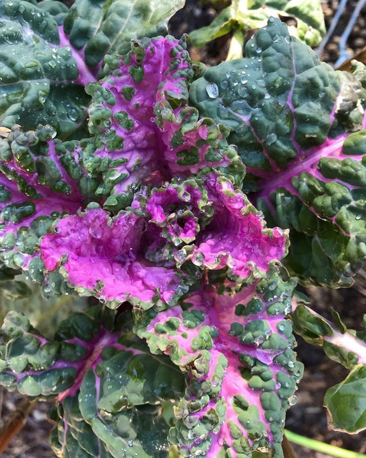 Perennial Kale - Homesteader's Kaleidoscopic Perennial Kale Grex - Brassica oleracea var. Ramosa