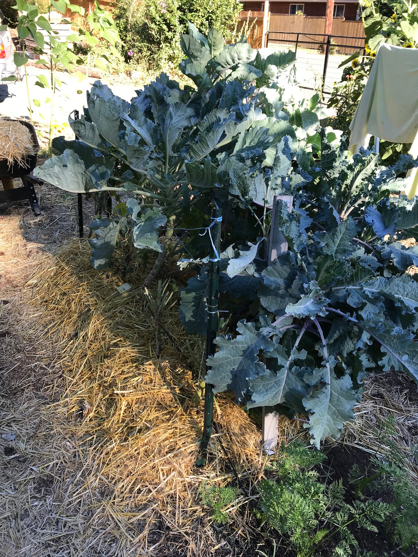 Perennial Kale Seeds - Homesteader's Kaleidoscopic Perennial Kale Grex - Brassica oleracea var. Ramosa