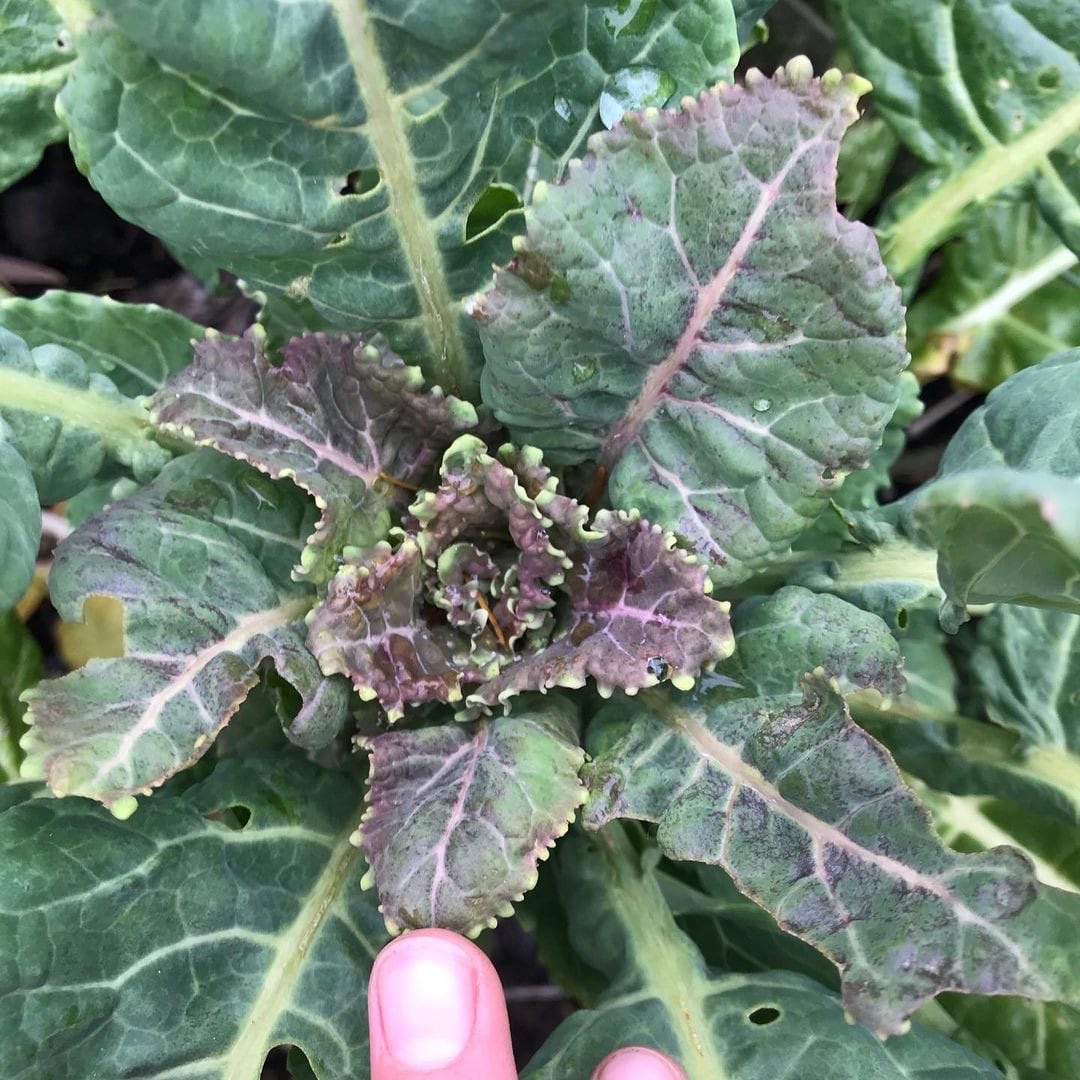 Perennial Kale Seeds - Homesteader's Kaleidoscopic Perennial Kale Grex - Brassica oleracea var. Ramosa