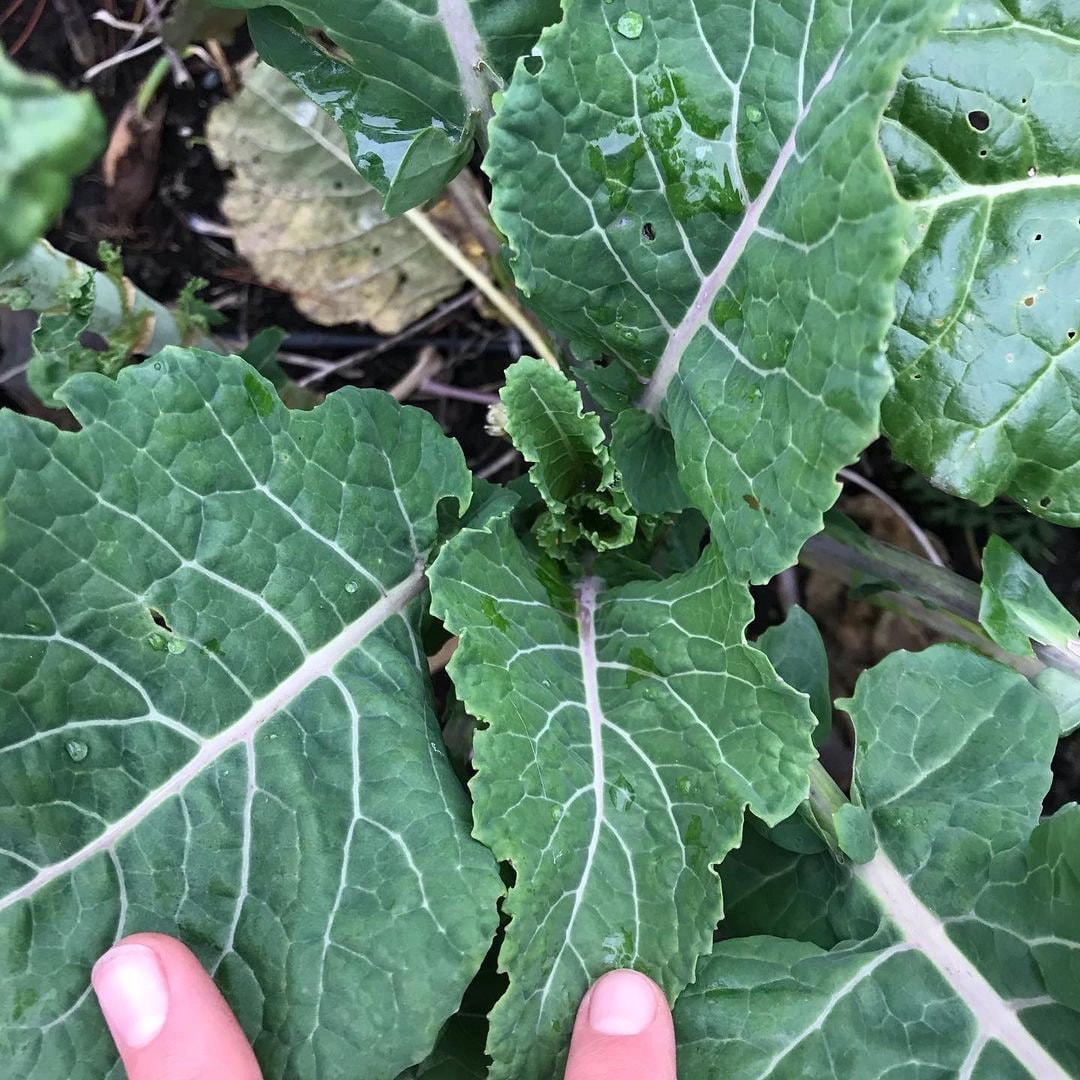 Perennial Kale Seeds - Homesteader's Kaleidoscopic Perennial Kale Grex - Brassica oleracea var. Ramosa