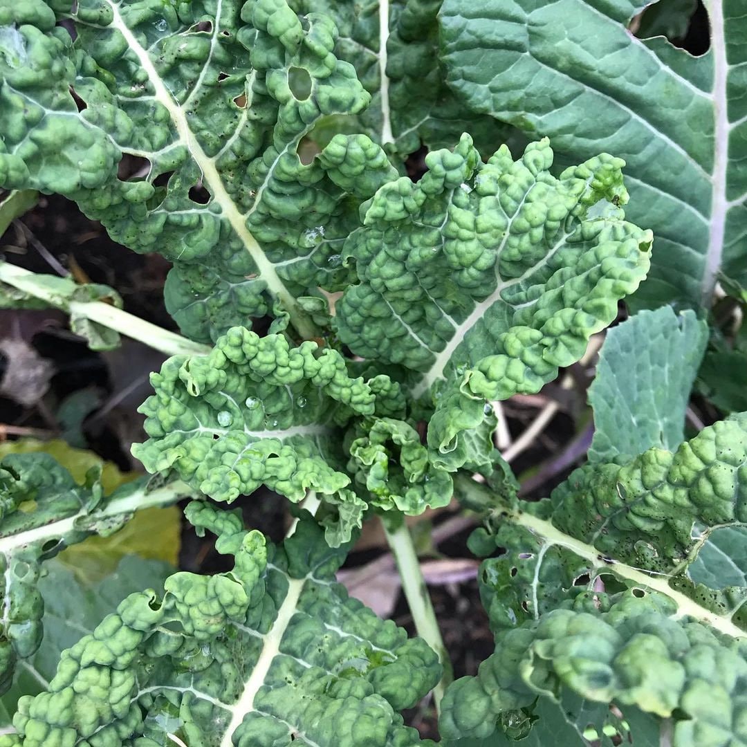 Perennial Kale Seeds - Homesteader's Kaleidoscopic Perennial Kale Grex - Brassica oleracea var. Ramosa