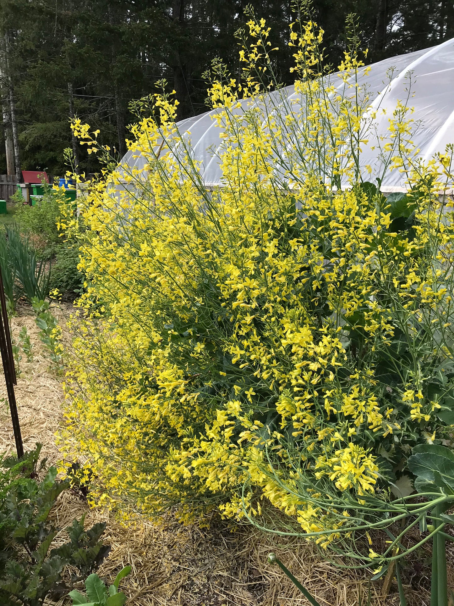 Perennial Kale in flower - Homesteader's Kaleidoscopic Perennial Kale Grex - Brassica oleracea var. Ramosa