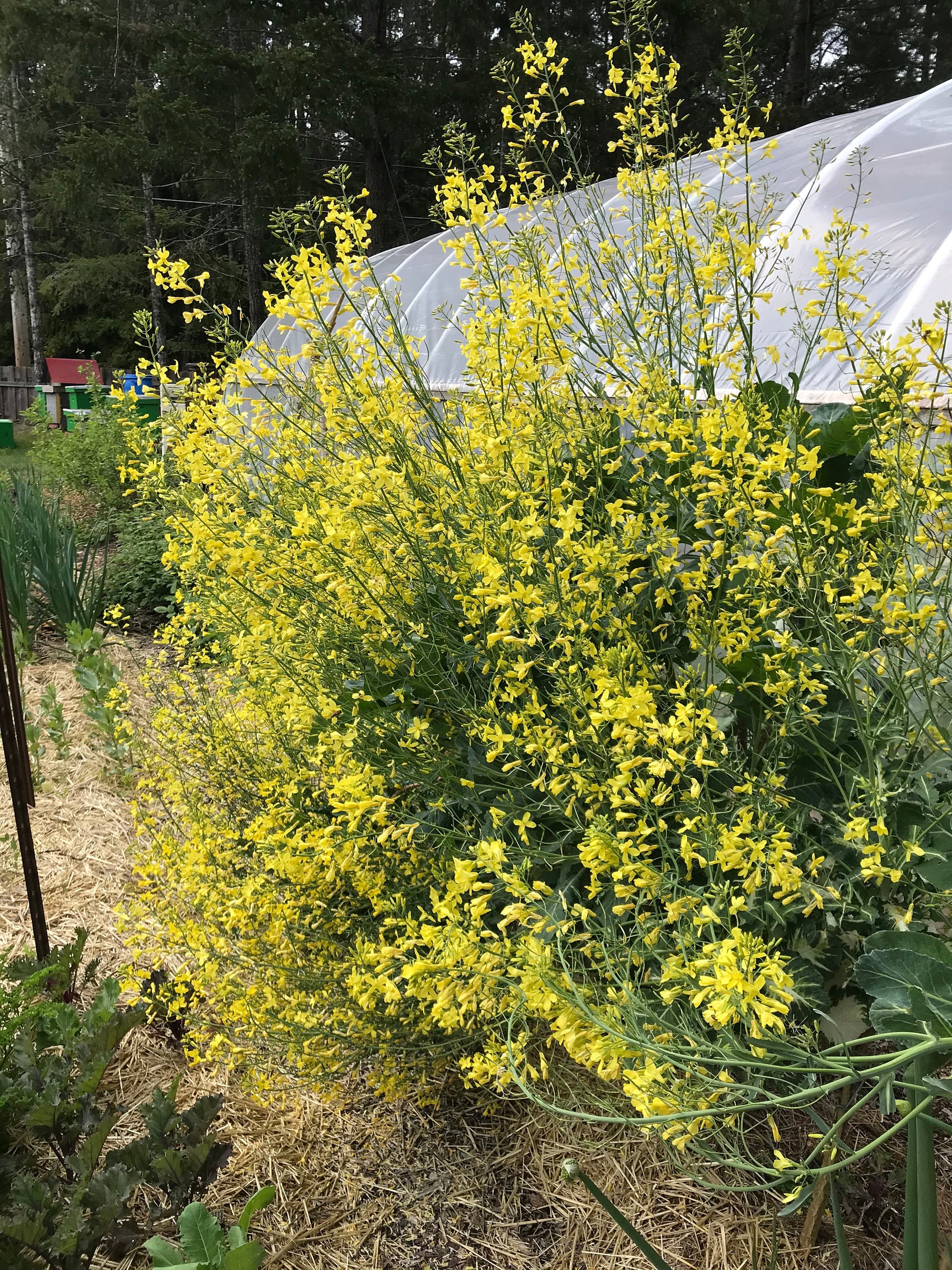 Perennial Kale in flower - Homesteader&#39;s Kaleidoscopic Perennial Kale Grex - Brassica oleracea var. Ramosa