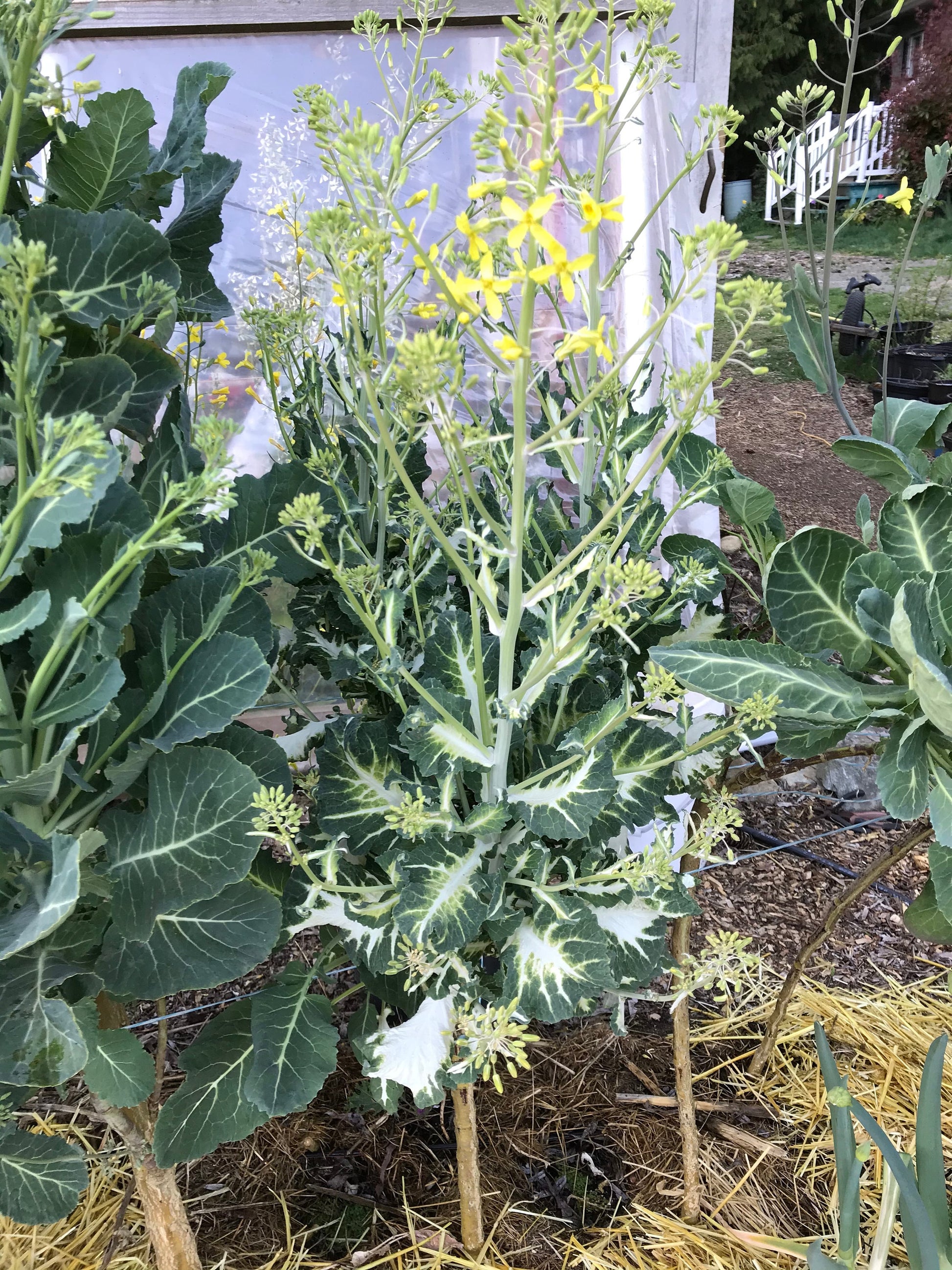Perennial Kale Seeds - Homesteader's Kaleidoscopic Perennial Kale Grex - Brassica oleracea var. Ramosa