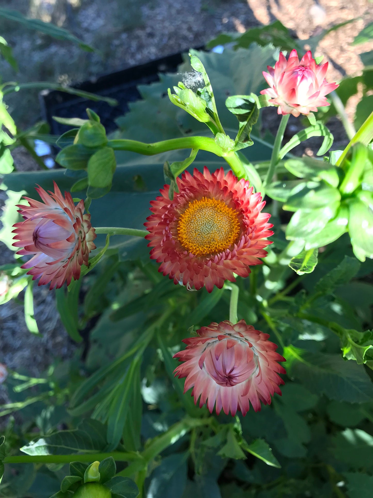 Strawflower Mix Seeds - Xerochrysum bracteatum