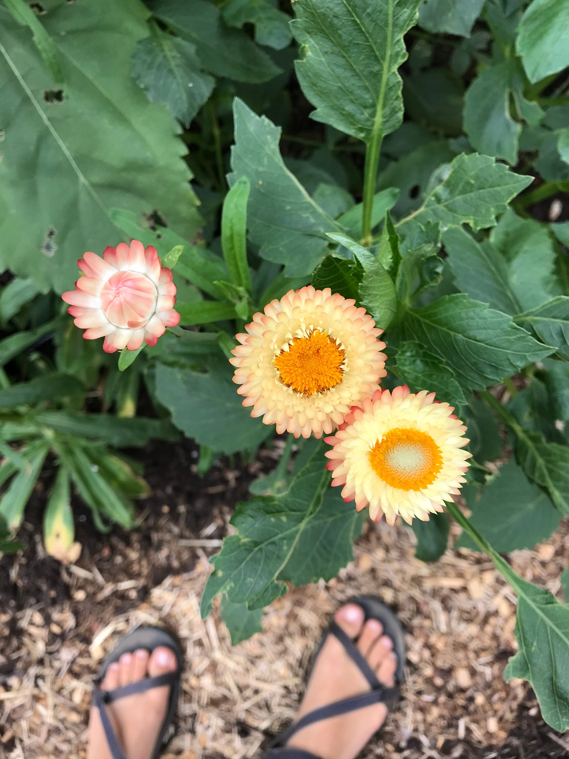 Strawflower Mix Seeds - Xerochrysum bracteatum