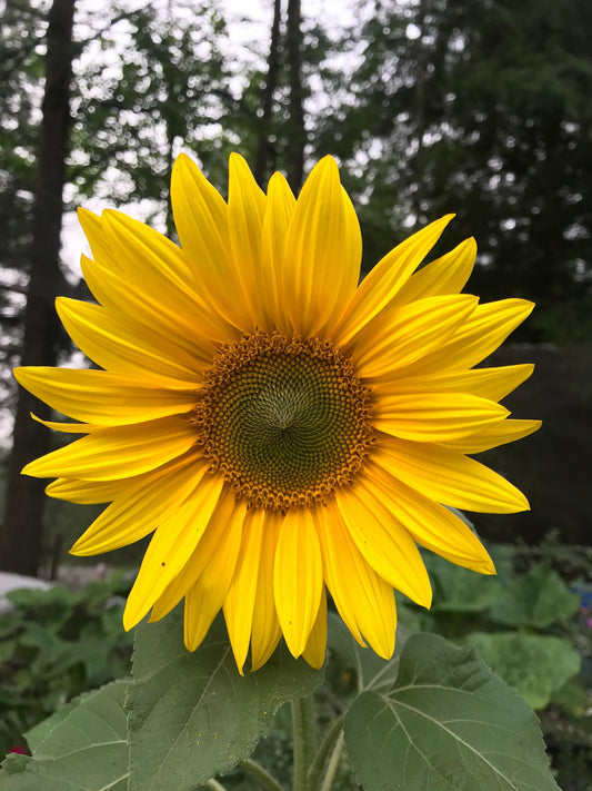 Sunflower Seeds - Helianthus annuus - Tall yellow sunflower mix