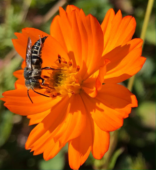 Tango Cosmos Seeds - Cosmos sulphureus - Orange Cosmos - Sulphur Cosmos - natural dye, pollinators, cut flowers