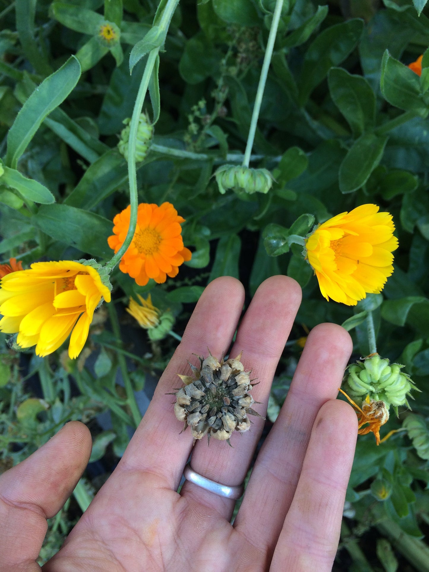 Calendula Seeds - Calendula officinalis - Medicinal and edible flower. English Marigold / Pot Marigold.