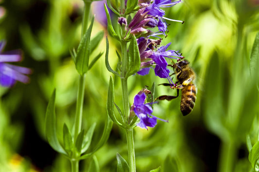 Hyssop Seeds - Hyssopus officinalis - Medicinal and culinary herb, pollinator flower