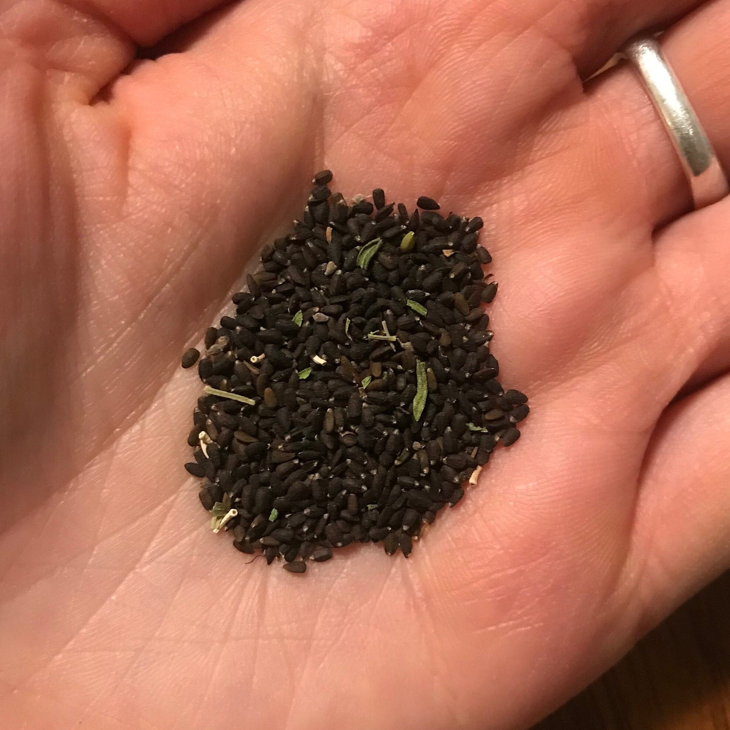 Hyssop Seeds - Hyssopus officinalis - Medicinal and culinary herb, pollinator flower