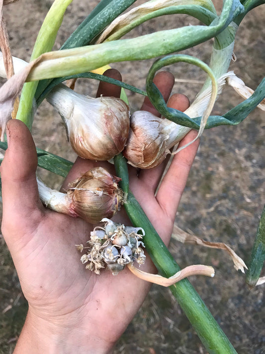 Egyptian Walking Onion Bulbils - Allium x proliferum