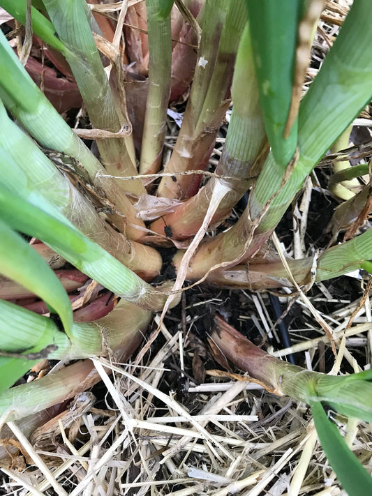 Welsh Onion Seeds - Allium fistulosum - Perennial Spring Onions