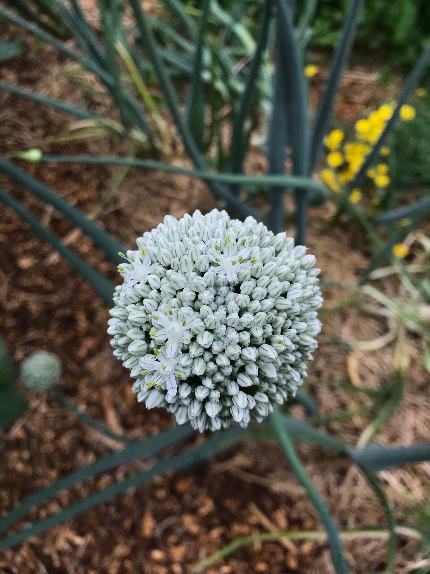 Potato Onion SEEDS - Multiplier Onions - Allium cepa var. aggregatum - Andy's Green Mountain Multiplier