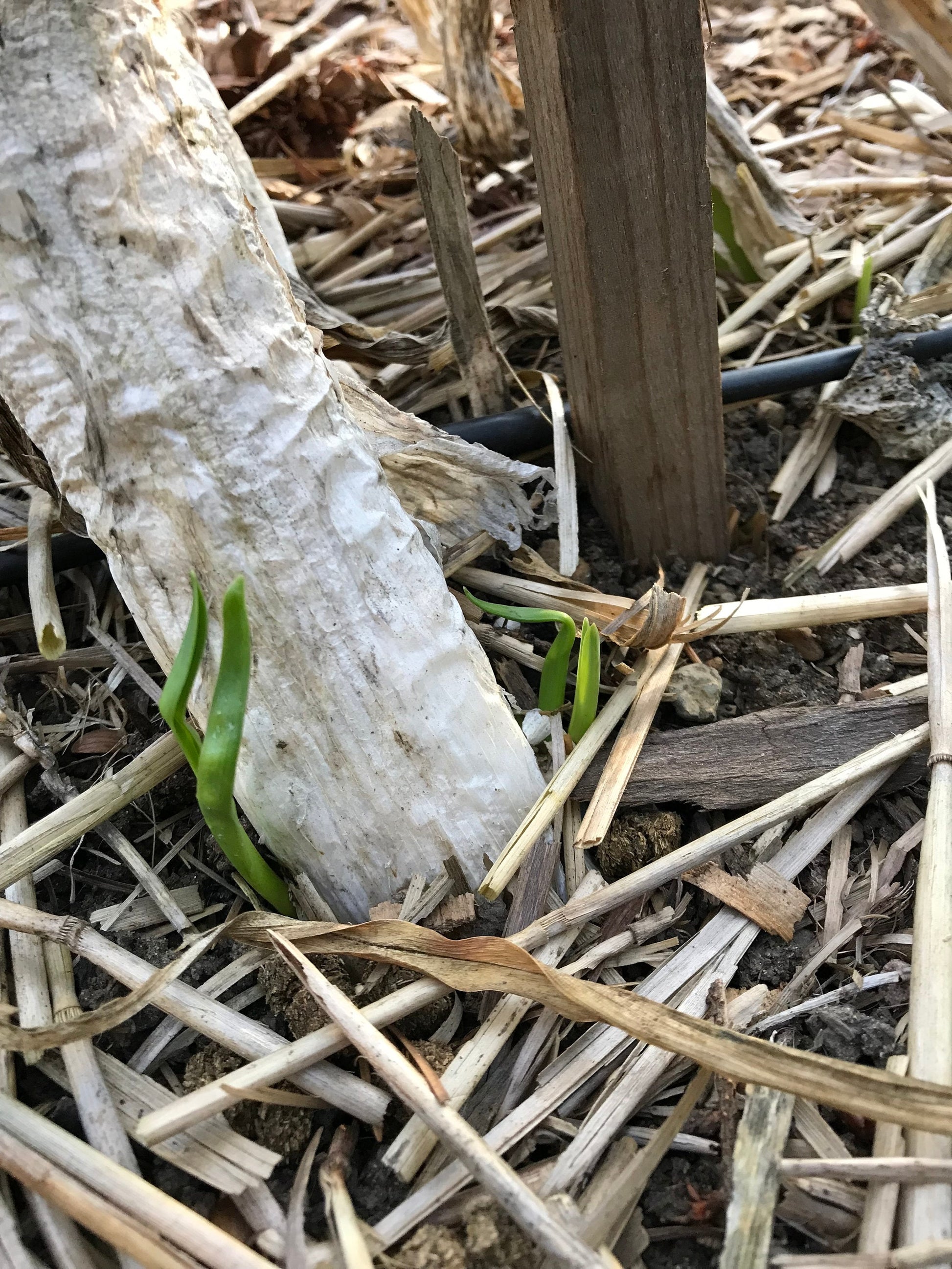 Delft Perpetual Leek Seeds - Allium porrum - Perennial Leek - CicadaSeedsShop