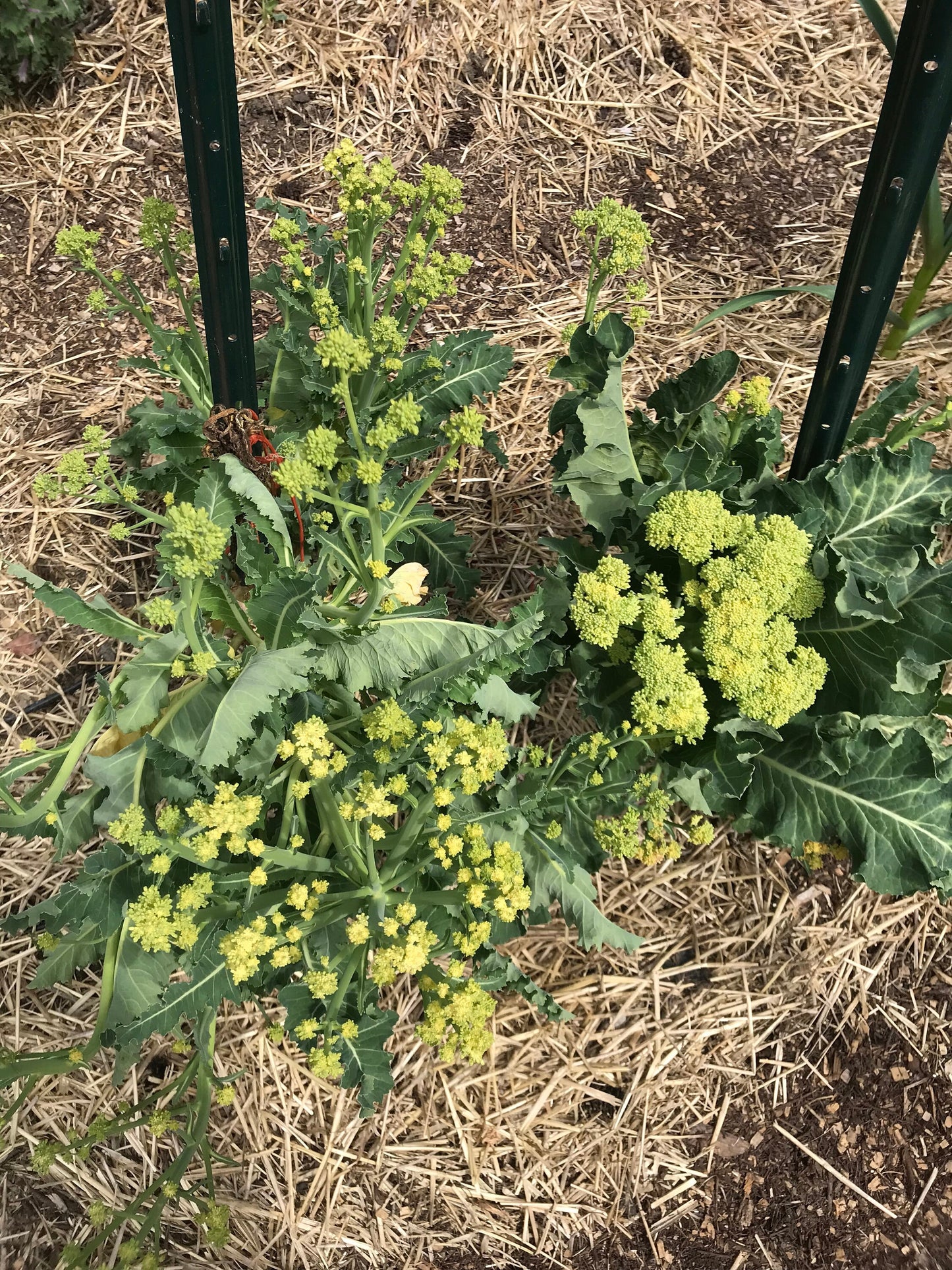 9-Star Perennial Broccoli Seeds - Brassica oleracea botrytis - Nine Star Perennial Cauliflower