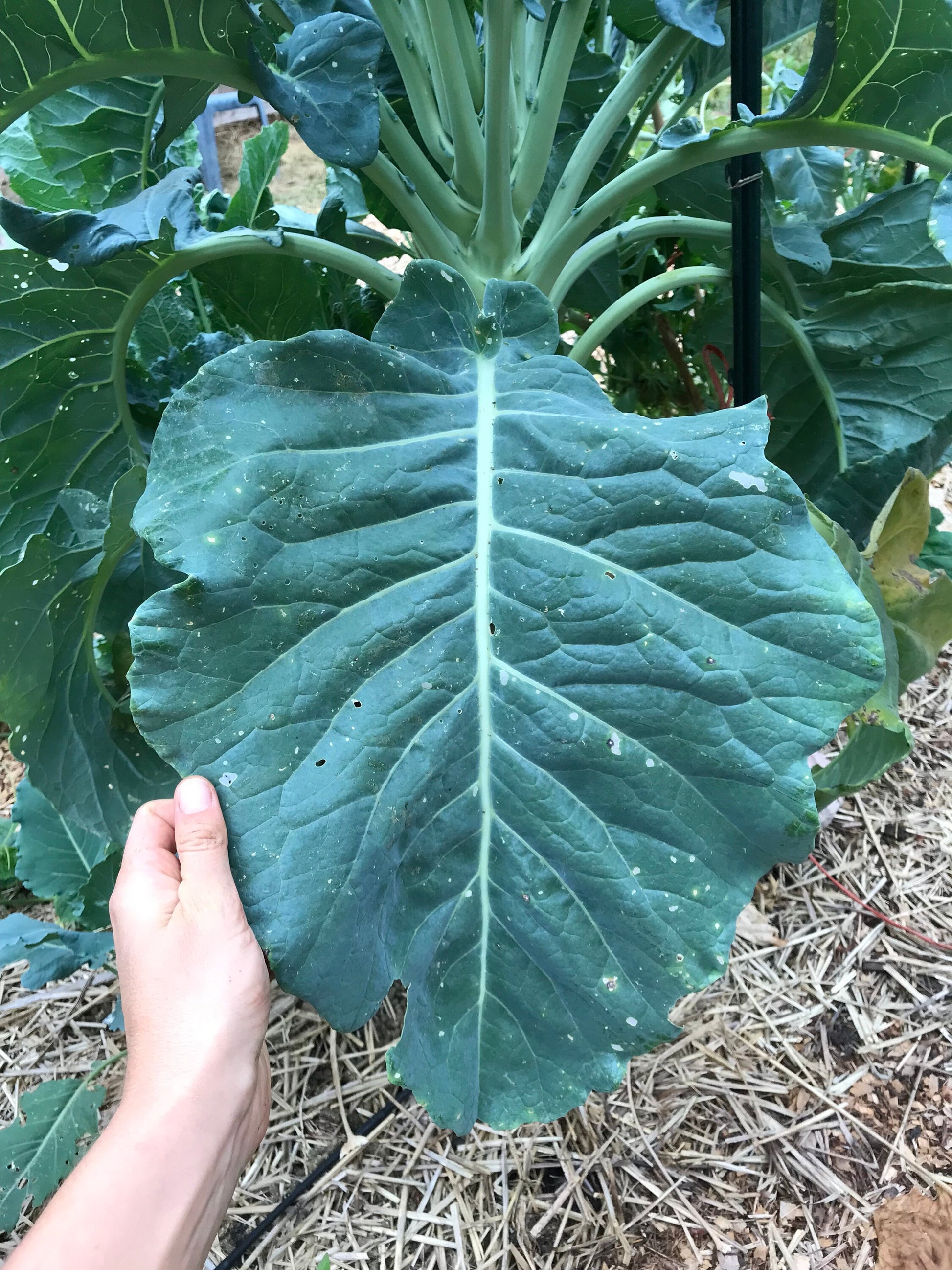 9-Star Perennial Broccoli Seeds - Brassica oleracea botrytis - Nine Star Perennial Cauliflower