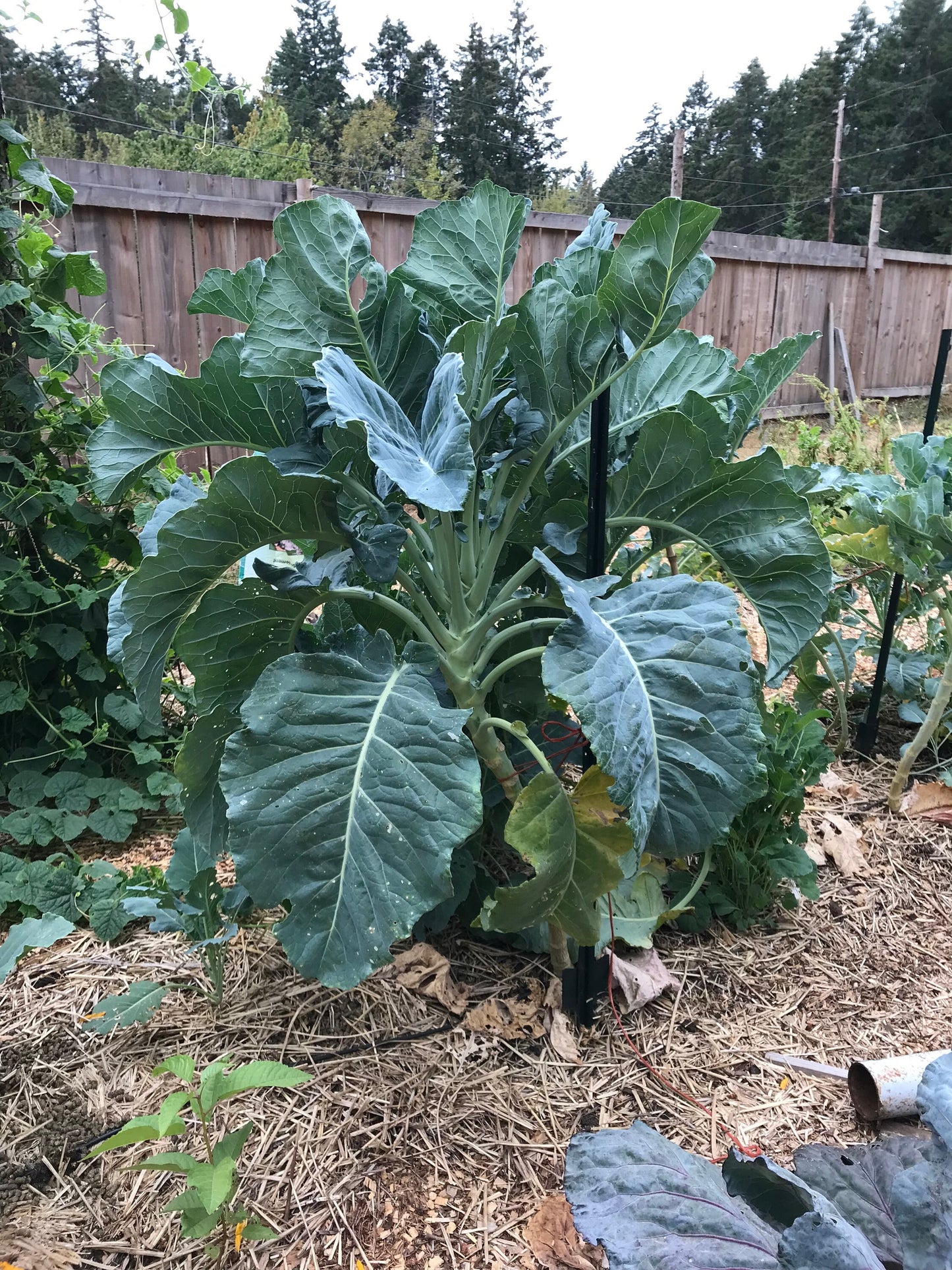 9-Star Perennial Broccoli Seeds - Brassica oleracea botrytis - Nine Star Perennial Cauliflower