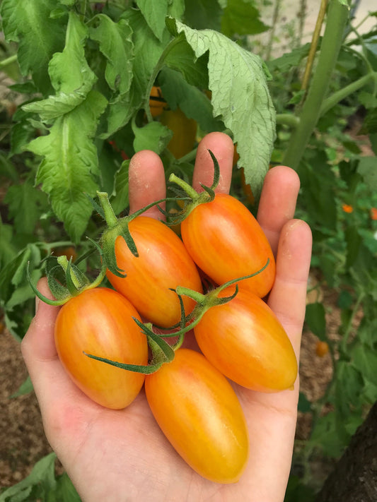 Blush Tiger Tomato Seeds - Solanum lycopersicum