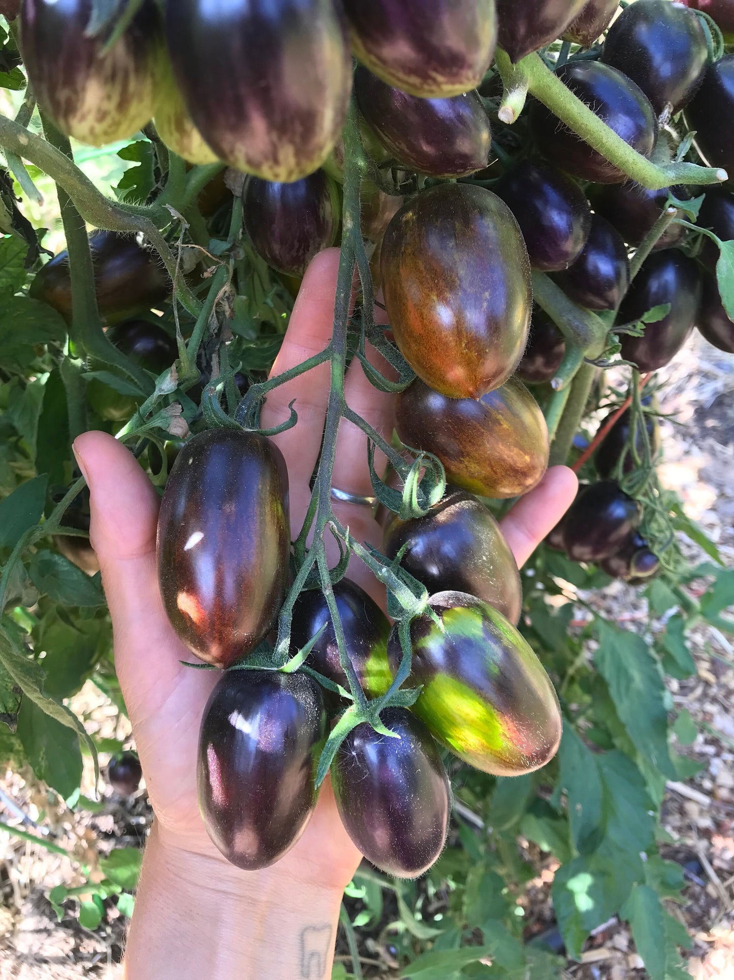 Brad's Atomic Grape Tomato Seeds - Solanum lycopersicum