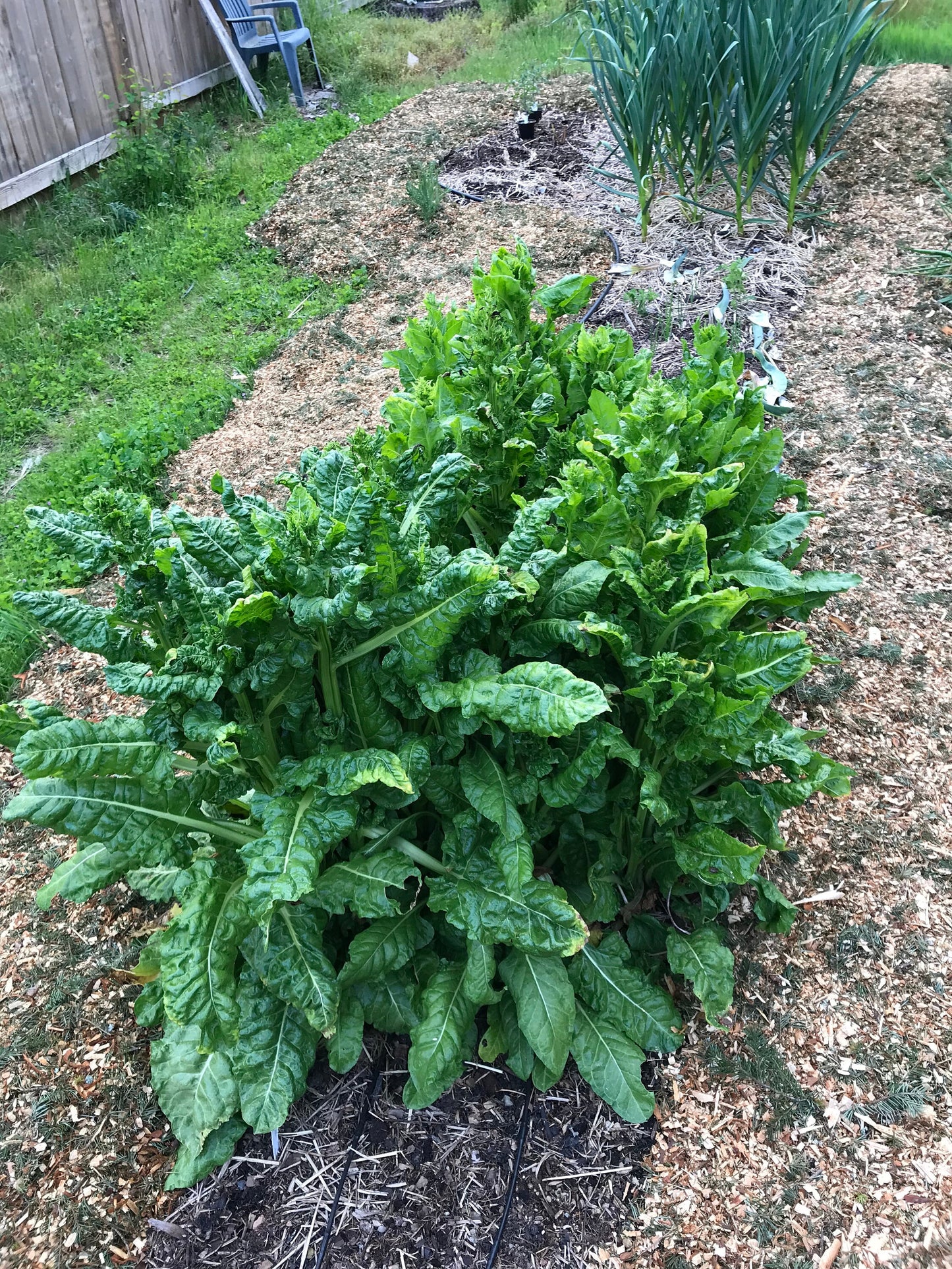 Perennial Chard Seeds - Gnarly Long-lived Beet Leaf Mix - Beta vulgaris