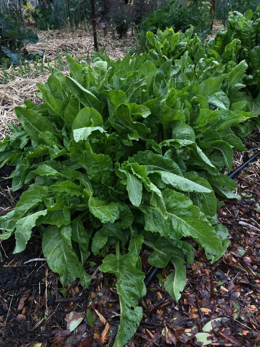 Perennial Chard Seeds - Gnarly Long-lived Beet Leaf Mix - Beta vulgaris