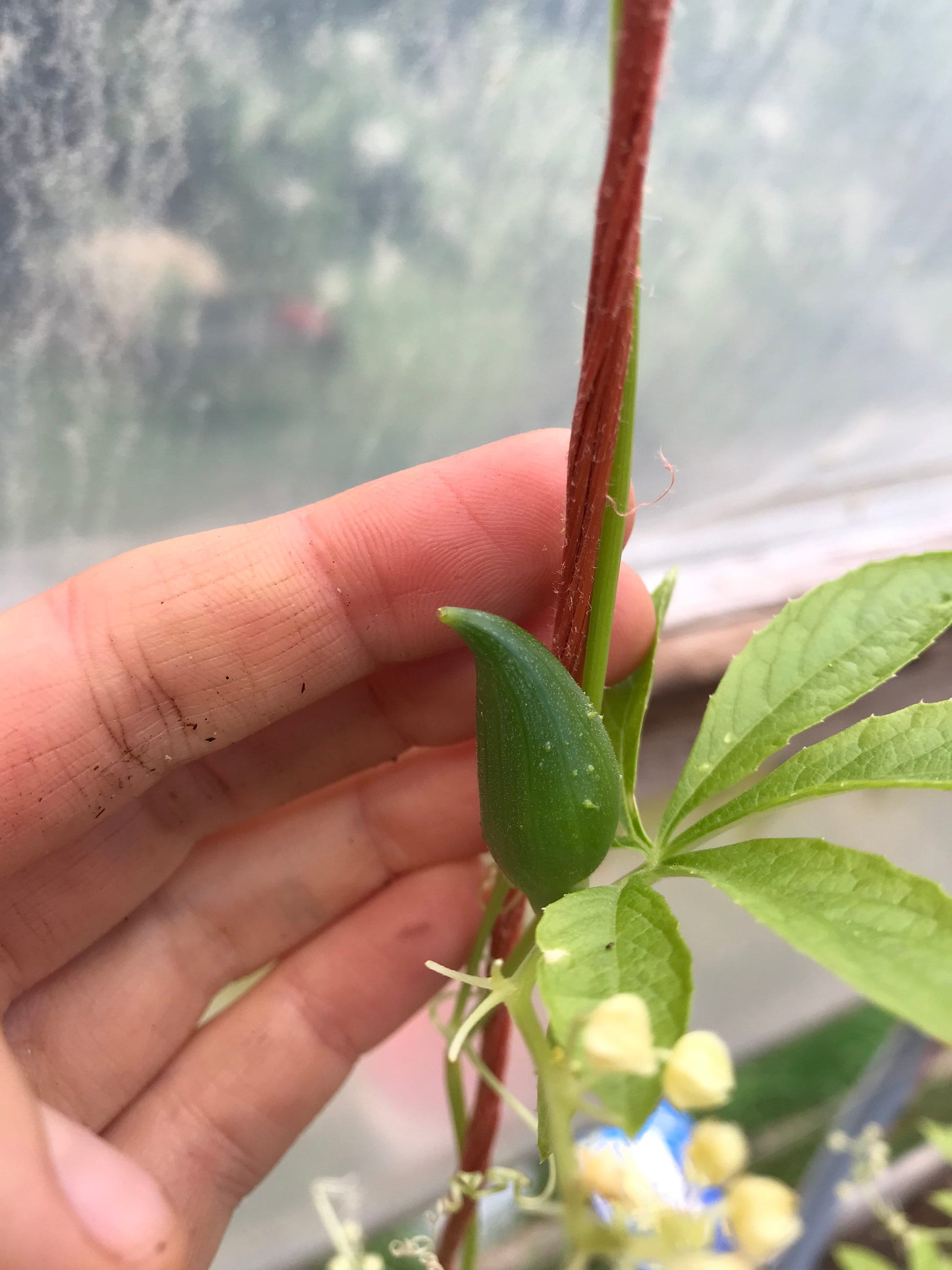 Achocha Seeds - Cyclanthera pedata - 10 seeds - Caigua
