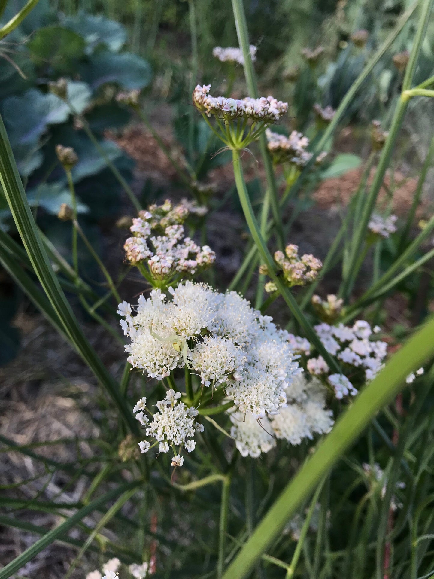 Meadow Parsley - Oenanthe pimpinelloides - Corky-fruited Water-dropwort, Earth Chestnut