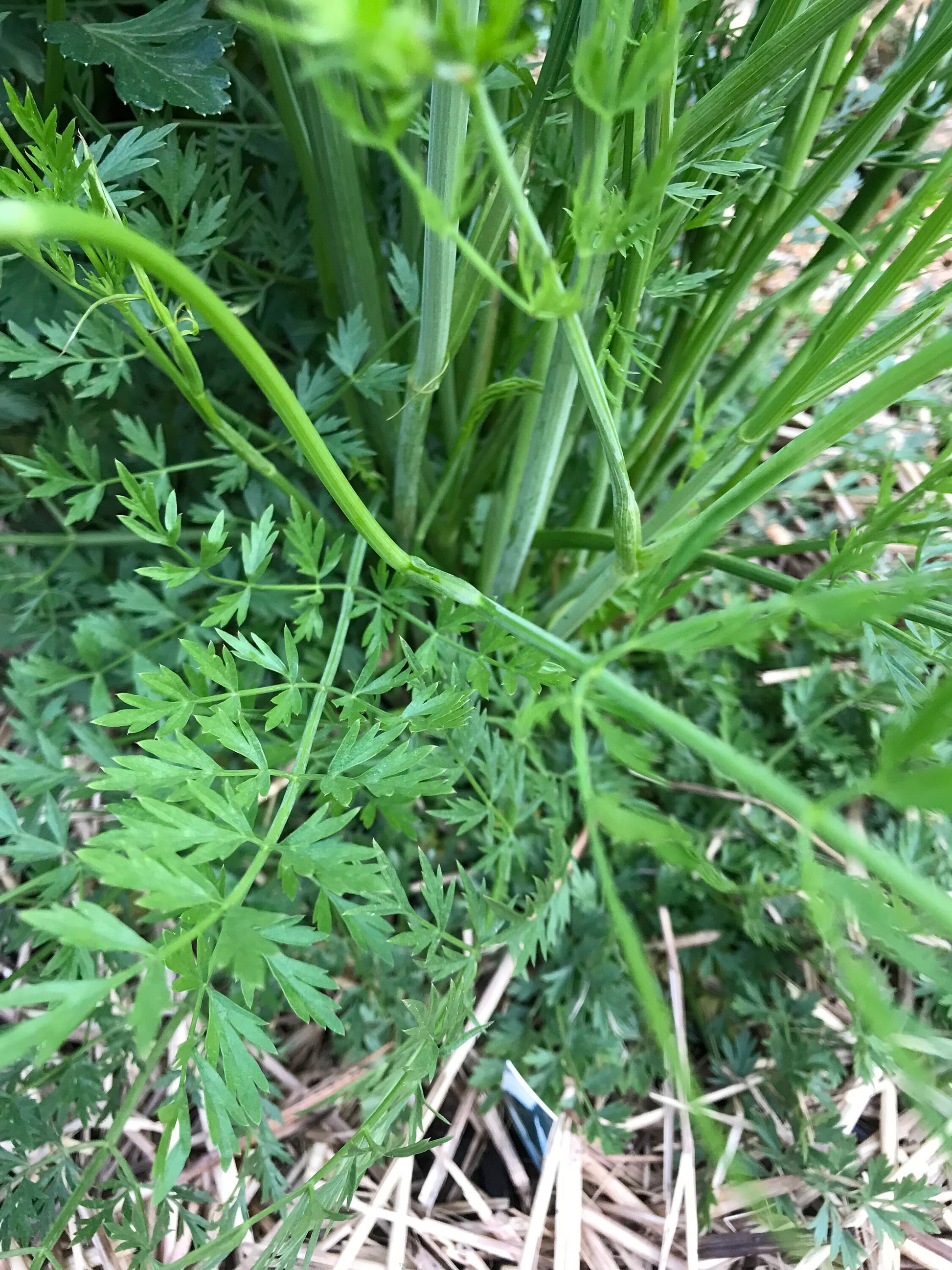 Meadow Parsley - Oenanthe pimpinelloides - Corky-fruited Water-dropwort, Earth Chestnut