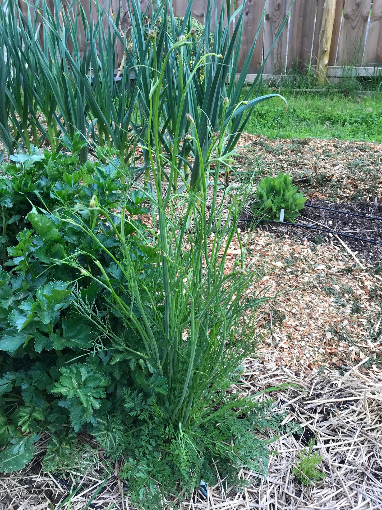 Meadow Parsley - Oenanthe pimpinelloides - Corky-fruited Water-dropwort, Earth Chestnut