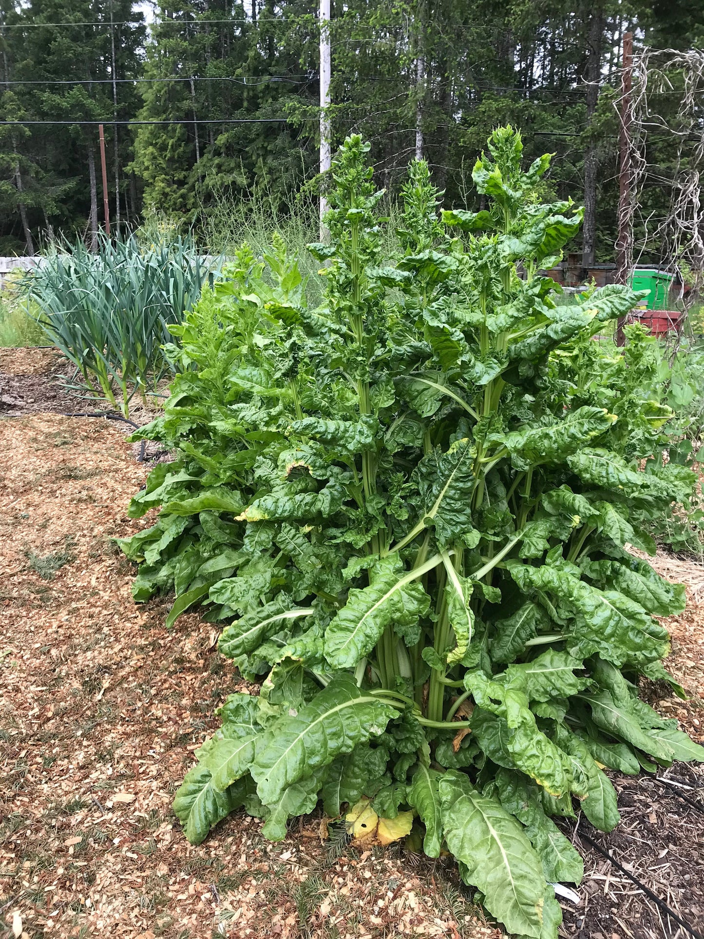 Perennial Chard Seeds - Gnarly Long-lived Beet Leaf Mix - Beta vulgaris