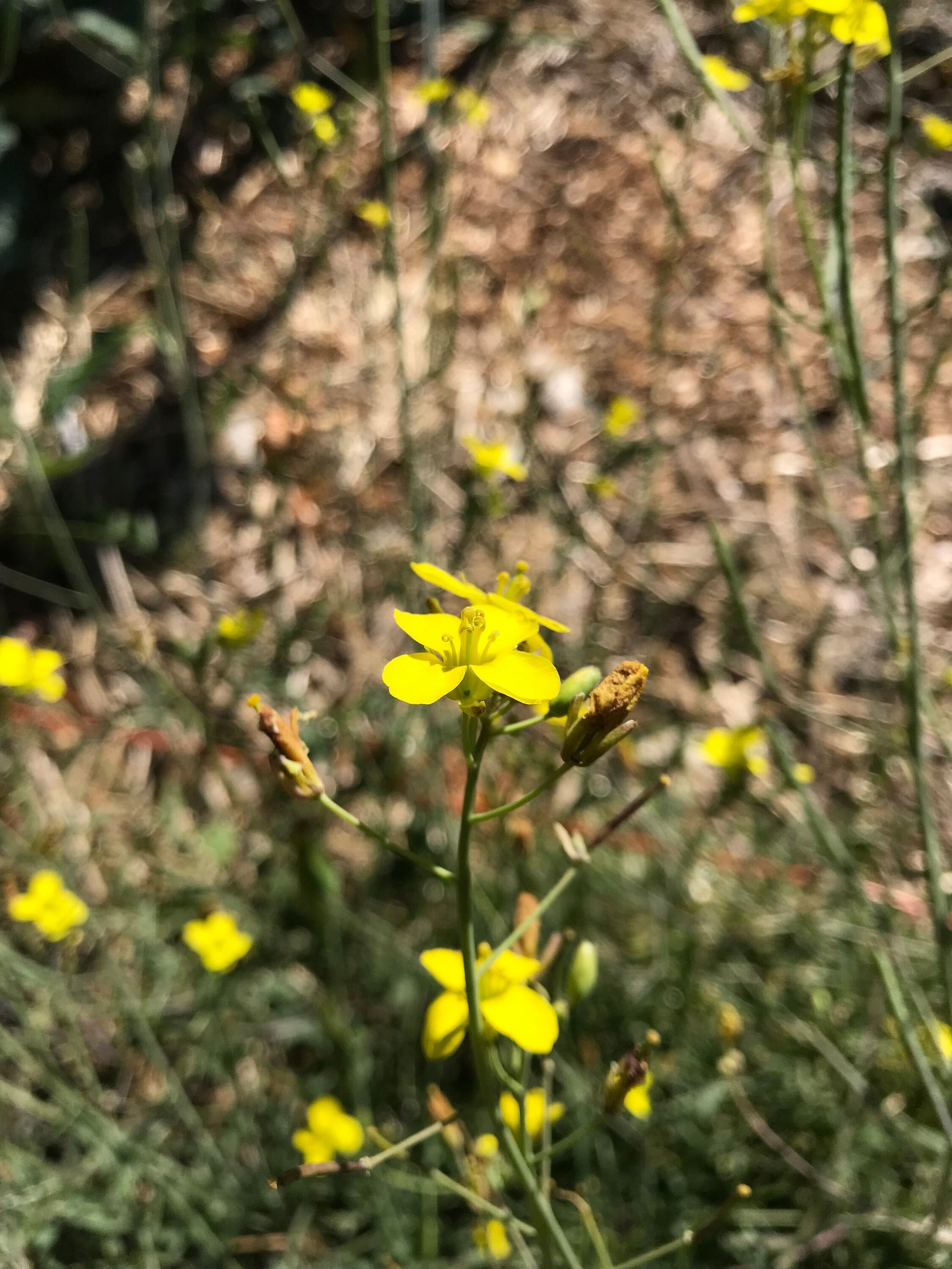 Sylvetta Perennial Arugula Seeds - Diplotaxis tenuifolia - Wild Roquette - Rocket
