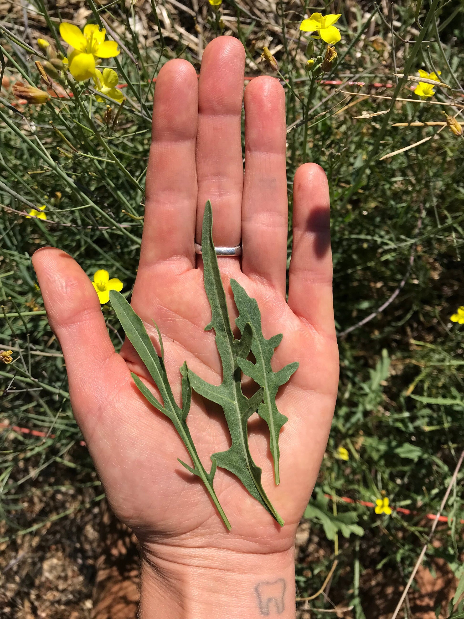 Sylvetta Perennial Arugula Seeds - Diplotaxis tenuifolia - Wild Roquette - Rocket