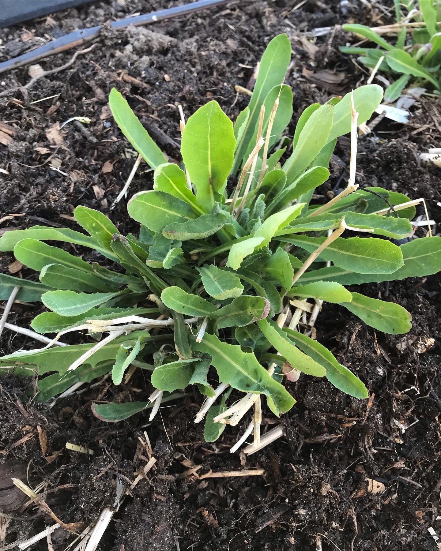 Perennial Sweet Lettuce Seeds - Reichardia picroides - Very Rare. AKA French Scorzonera